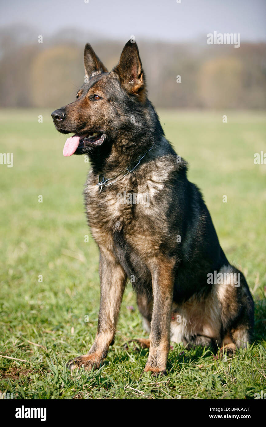 Deutscher Schäferhund / German Shepherd Stock Photo