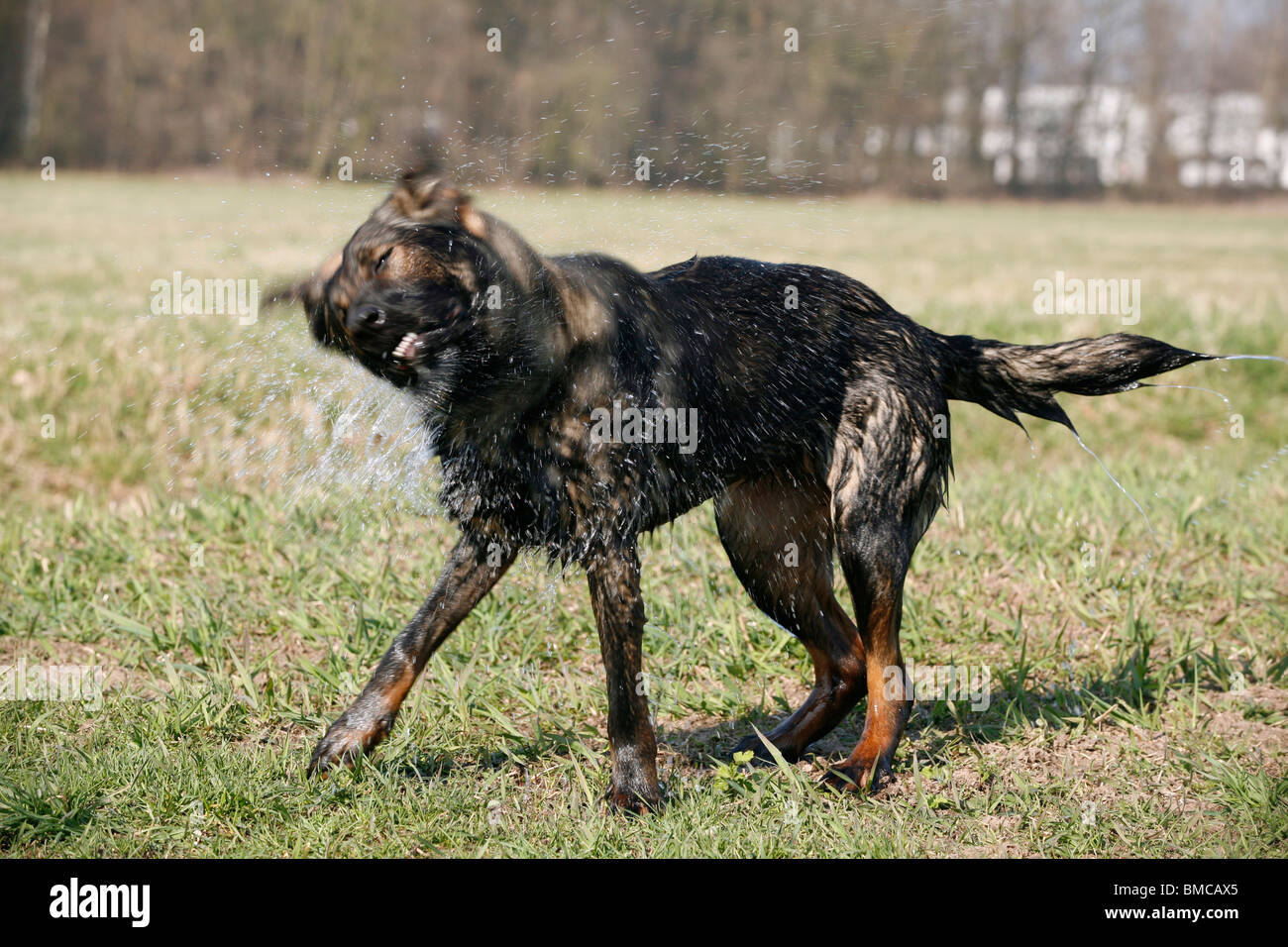 Deutscher Schäferhund / German Shepherd Stock Photo