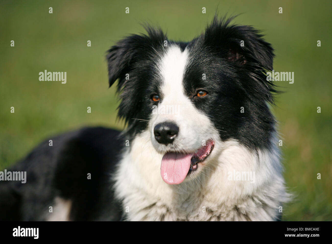 Schwarz Wei Border Collie Hi res Stock Photography And Images Alamy