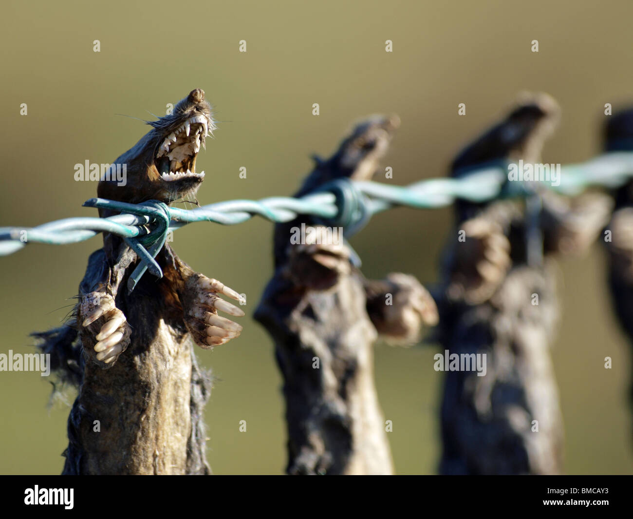Moles strung up on wire fence hires stock photography and images Alamy