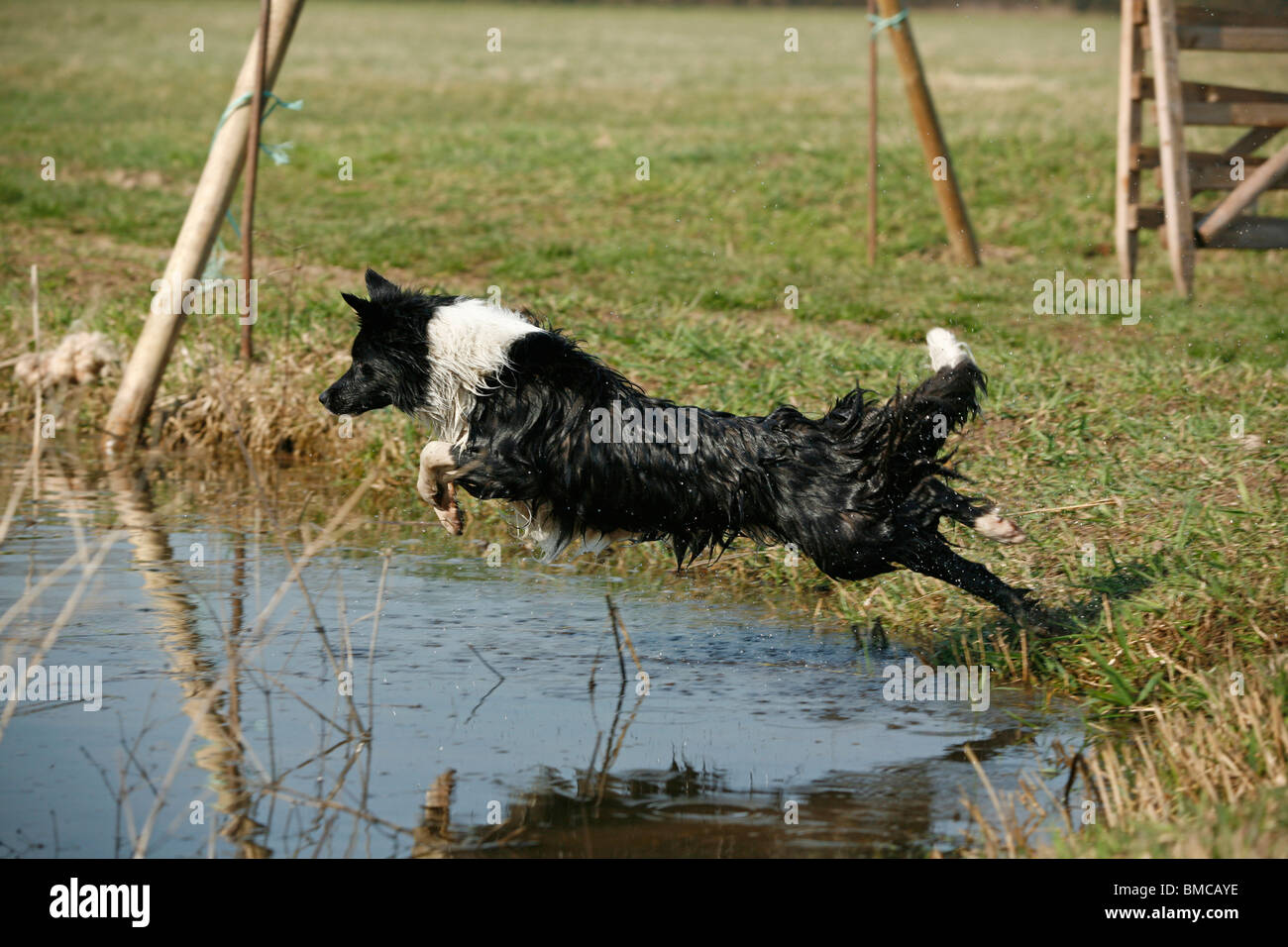 Border Collie sptringt ins Wasser / jumping Border Collie Stock Photo