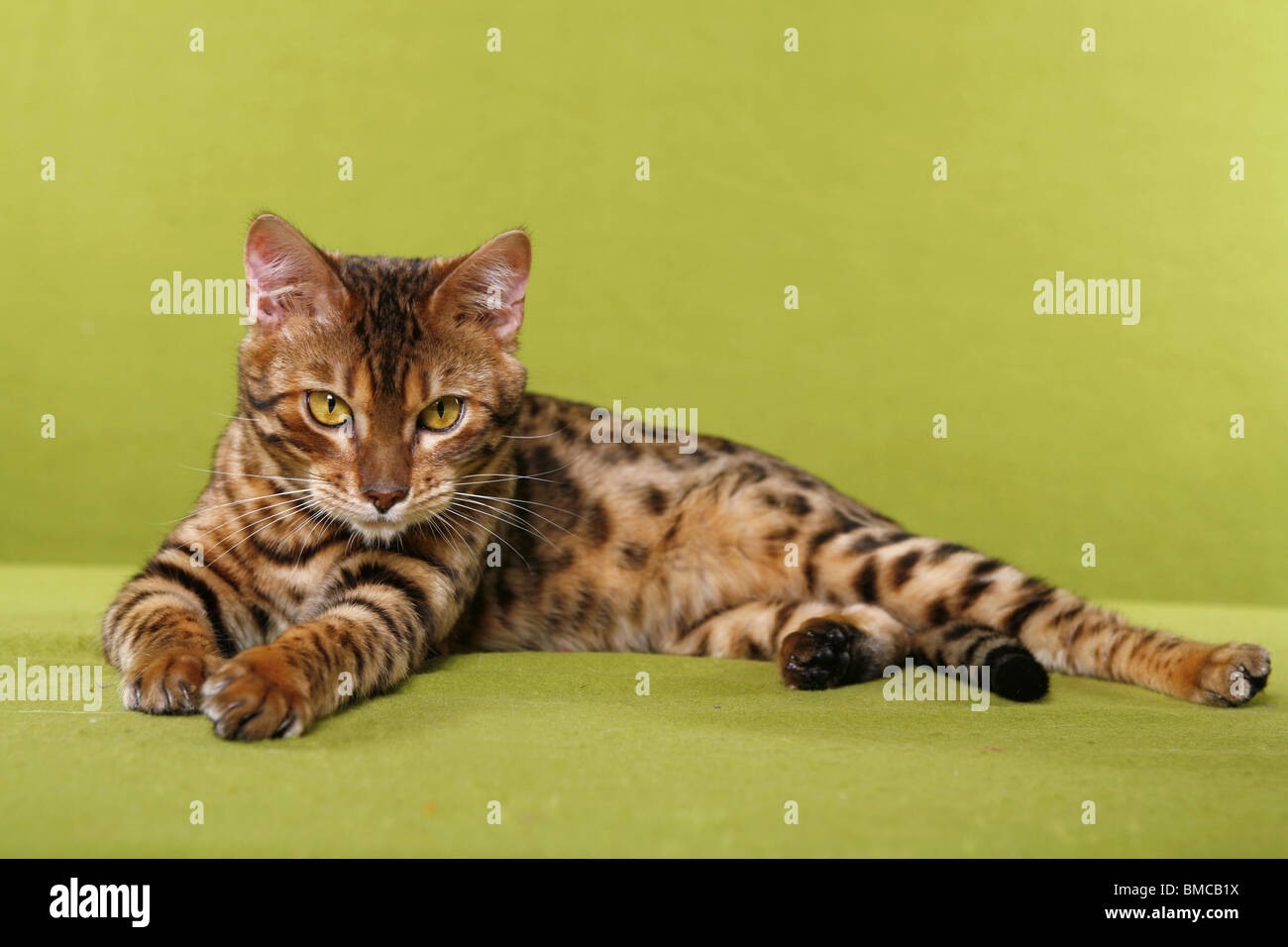 Bengal Katze Stock Photo