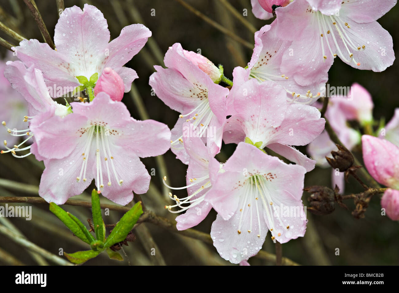 Closeup of Rhododendron Yedoense Variety Poukhanense Flowers in Bergen Arboretum Norway Stock Photo