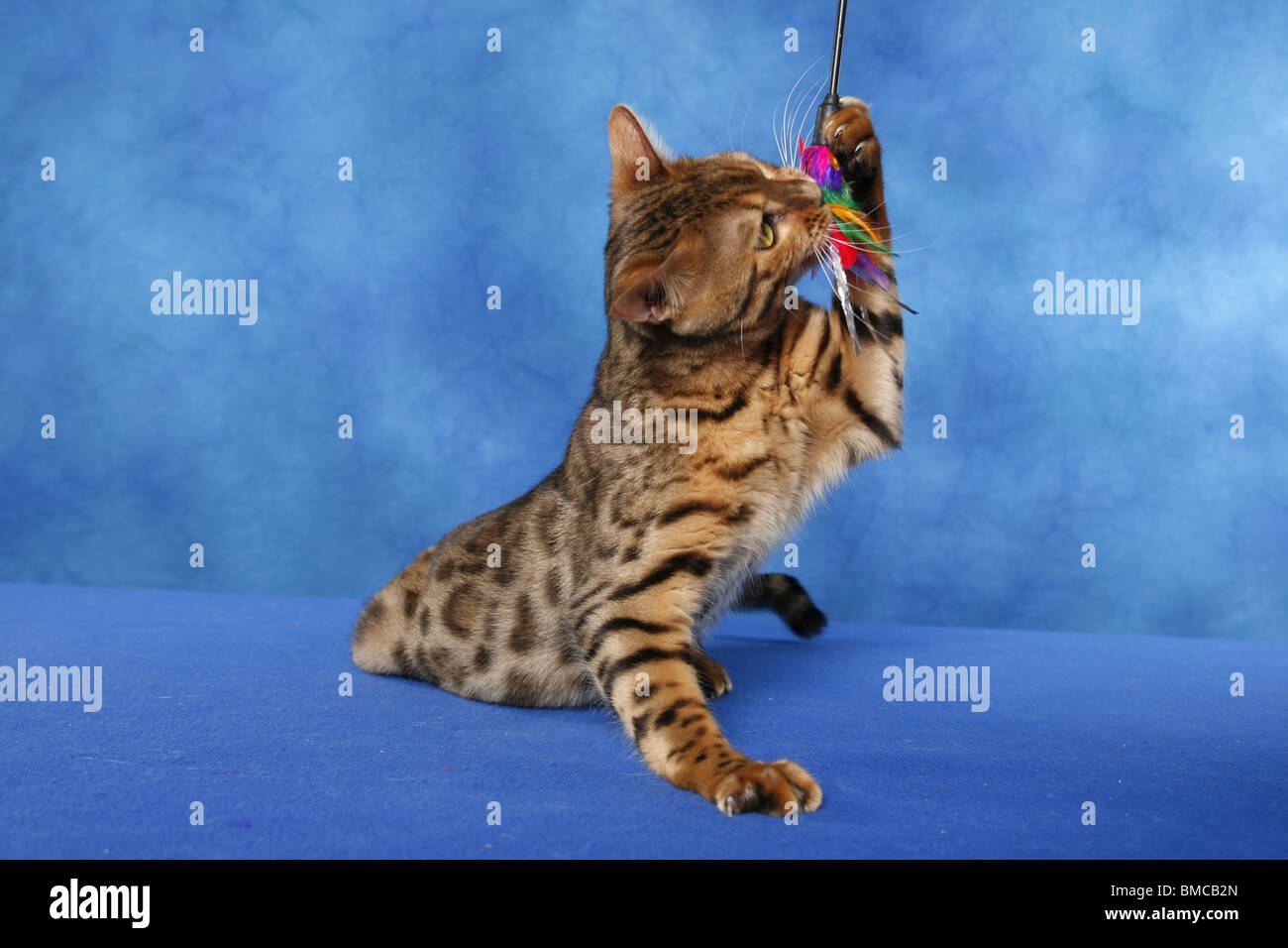 Bengal Katze Stock Photo