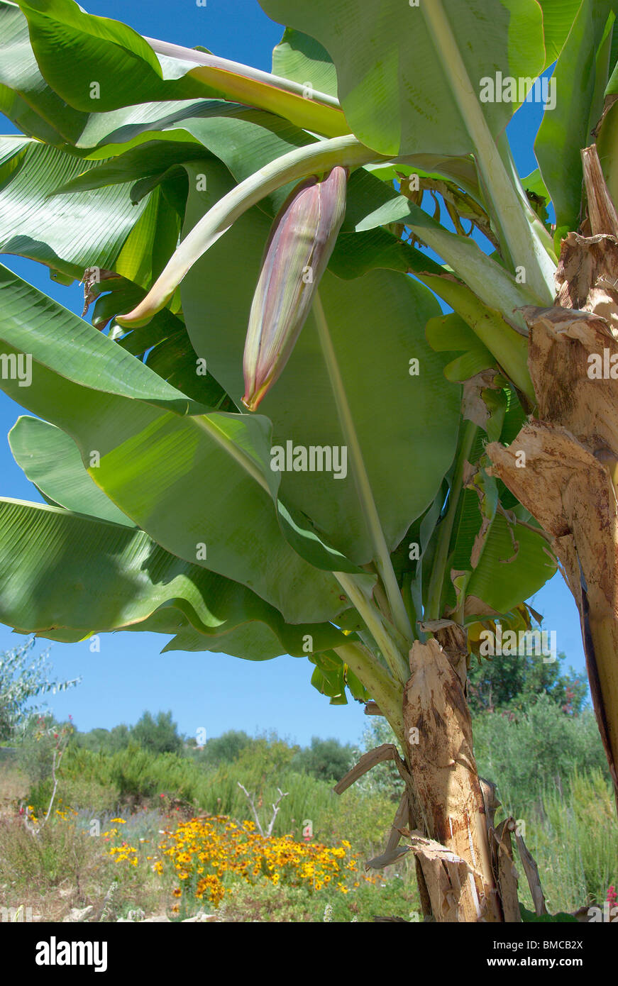 Banana palm showing first stage of flower which will go on to produce the fruit Stock Photo