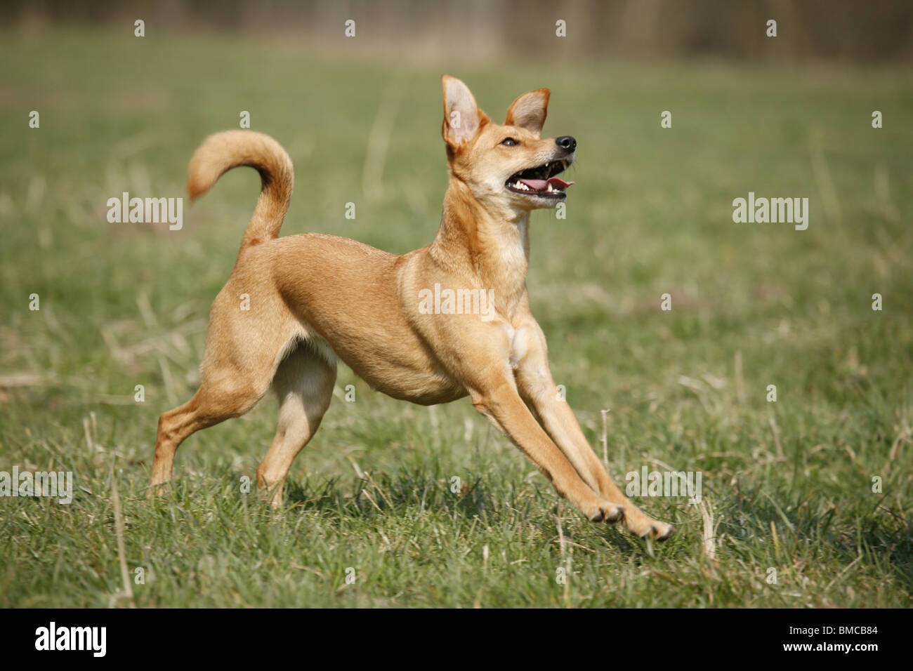 dosis morfin lukker rennender Hund / running dog Stock Photo - Alamy