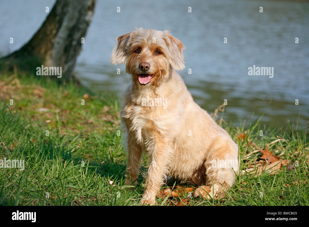 Mischling Hund / crossbreed dog Stock Photo - Alamy