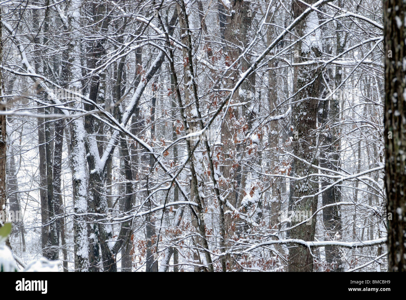 hardwood trees in winter, Northwest Georgia, USA Stock Photo