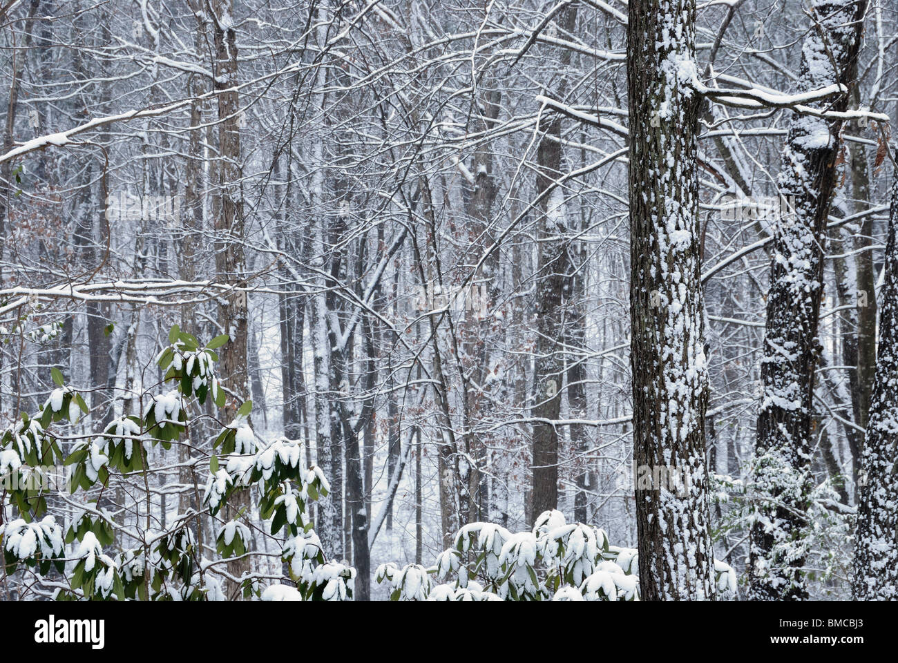 hardwood trees in winter, Northwest Georgia, USA Stock Photo