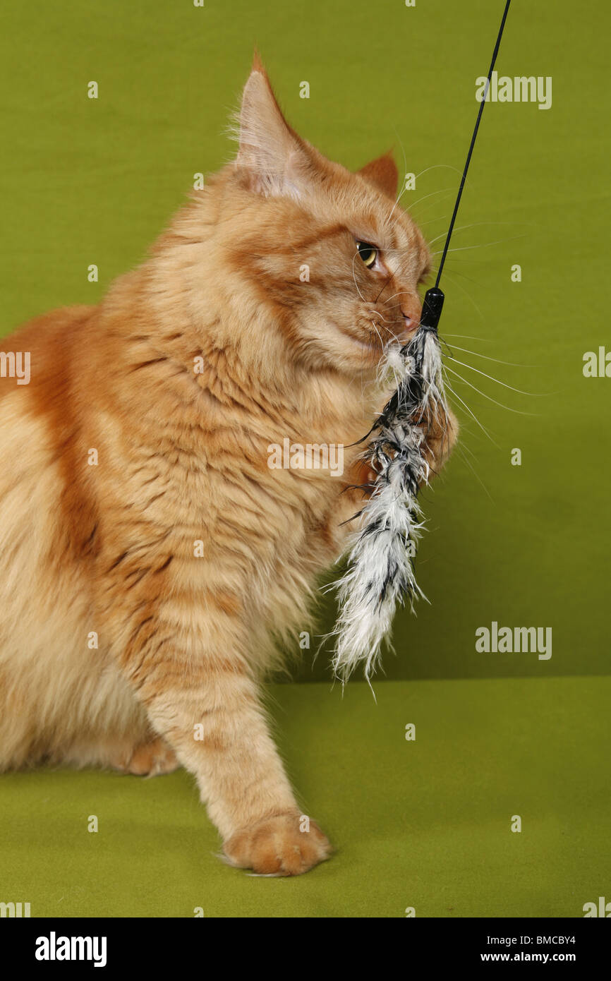spielende Maine Coon / playing Maine Coon Stock Photo Alamy