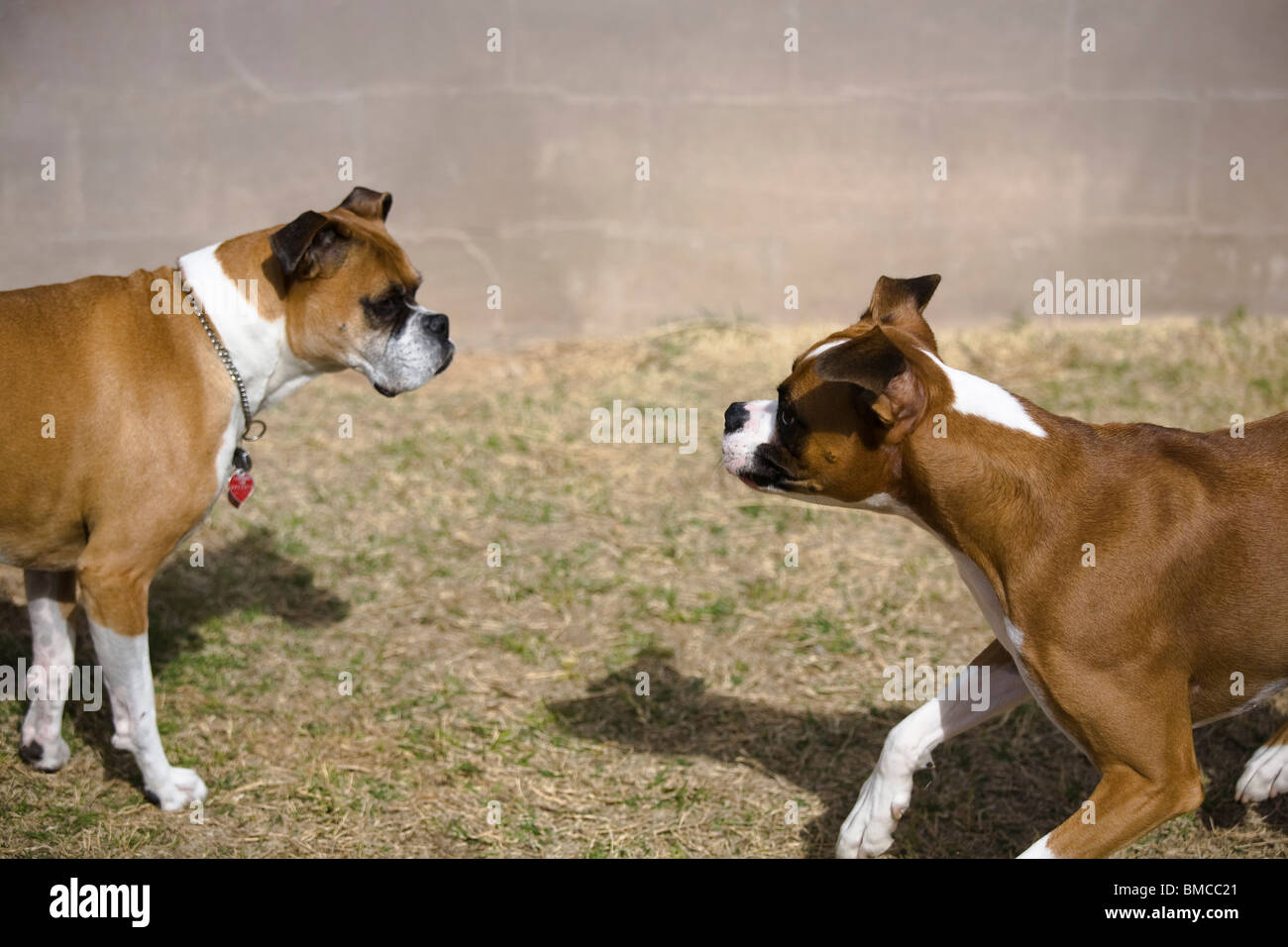 Female boxer dog hires stock photography and images Alamy
