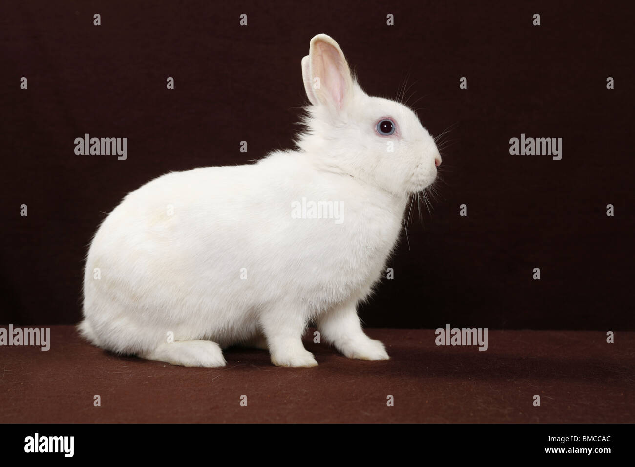 Zwergkaninchen / pygmy bunny Stock Photo