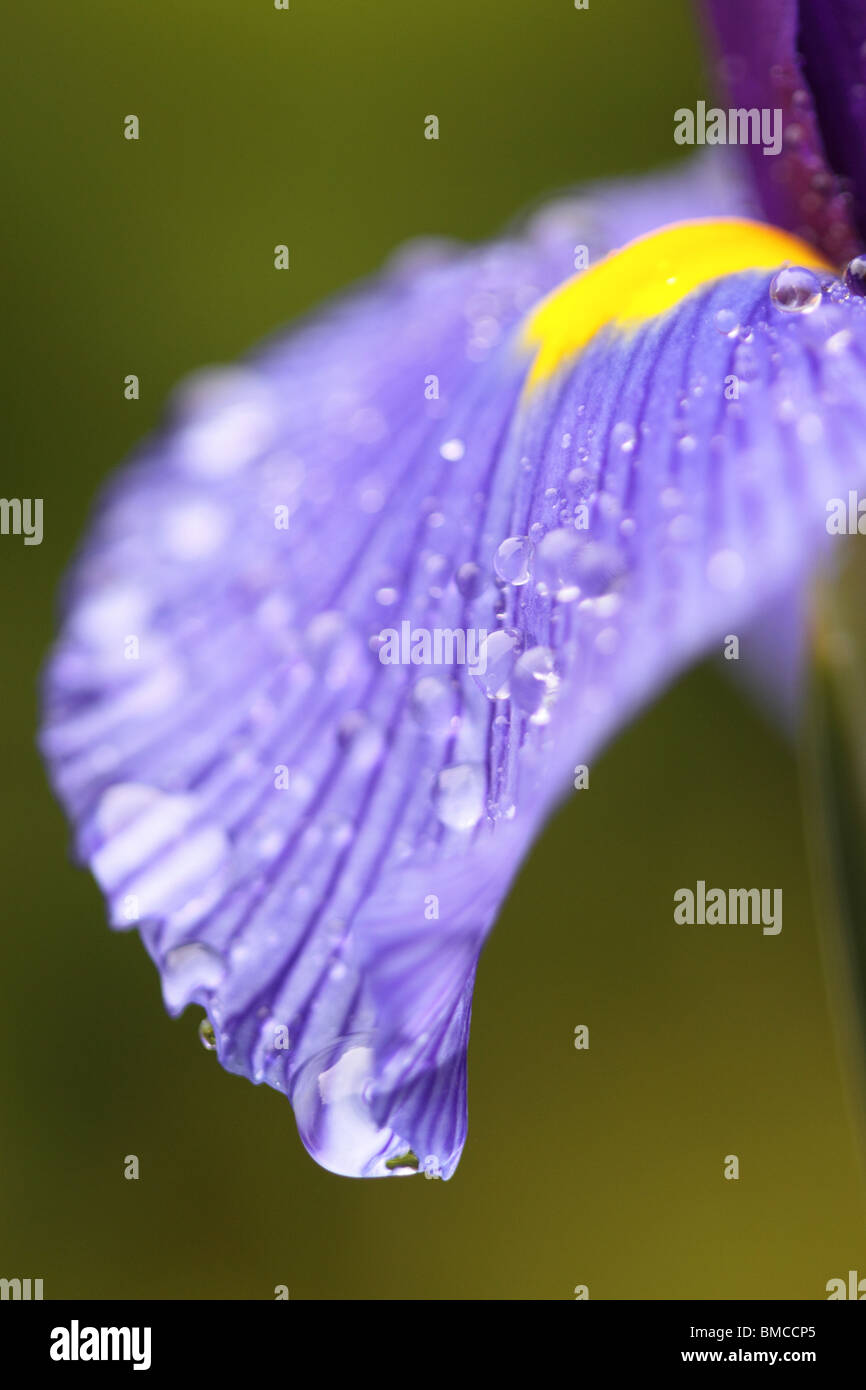 Blue Iris flower with yellow petal and raindrops in June UK Stock Photo