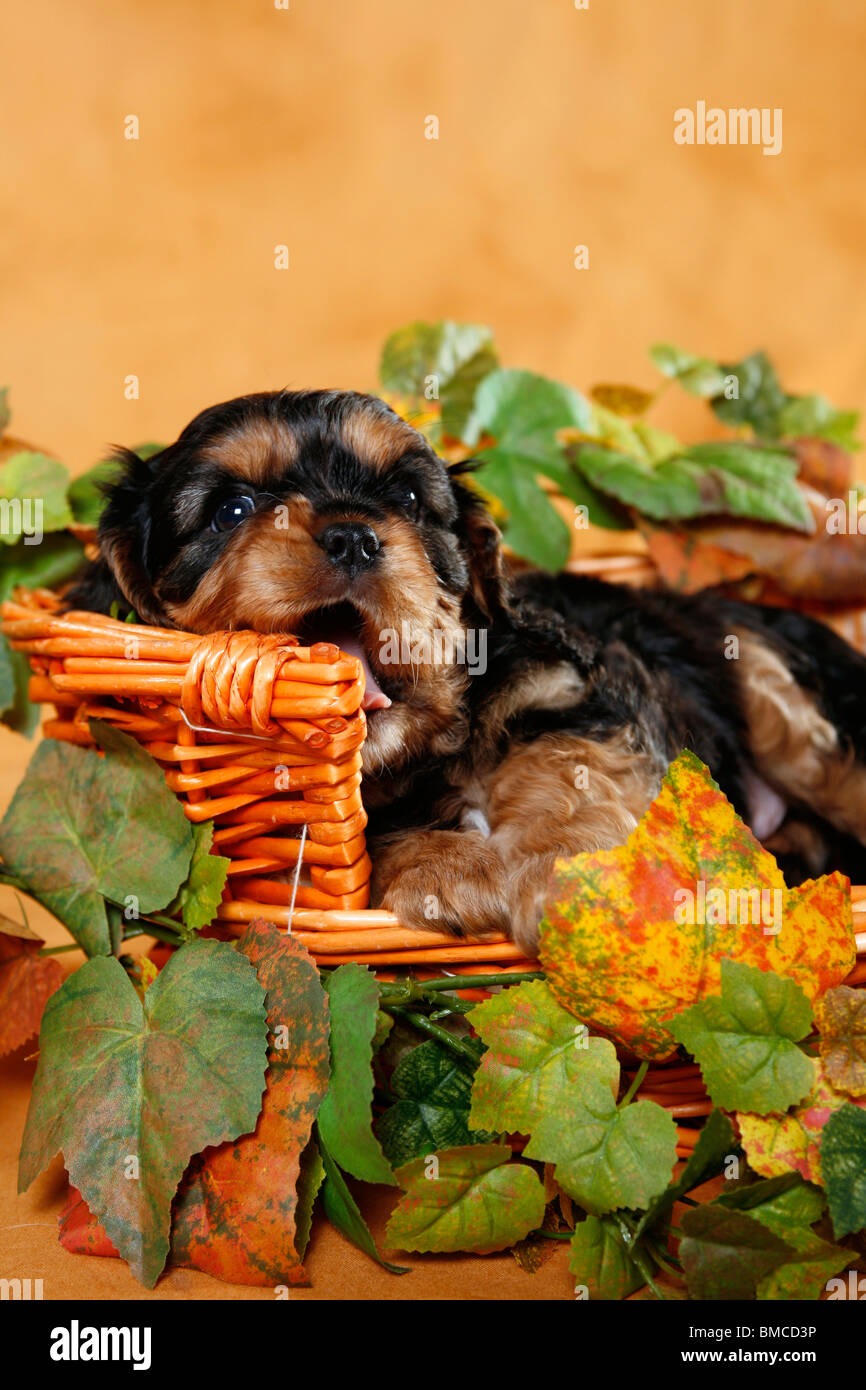Cavalier Welpe im Körbchen / puppy in basket Stock Photo