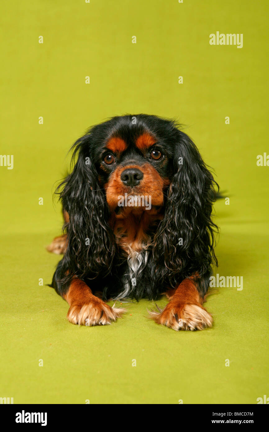 Cavalier King Charles Spaniel Stock Photo