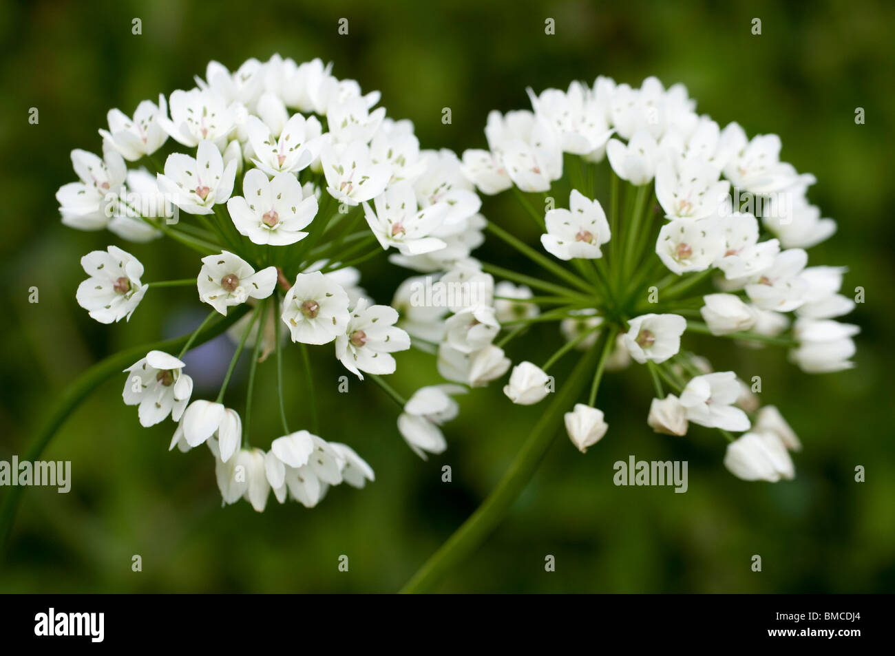 Allium cowanii, 'Allium neapolitanum', in flower Stock Photo
