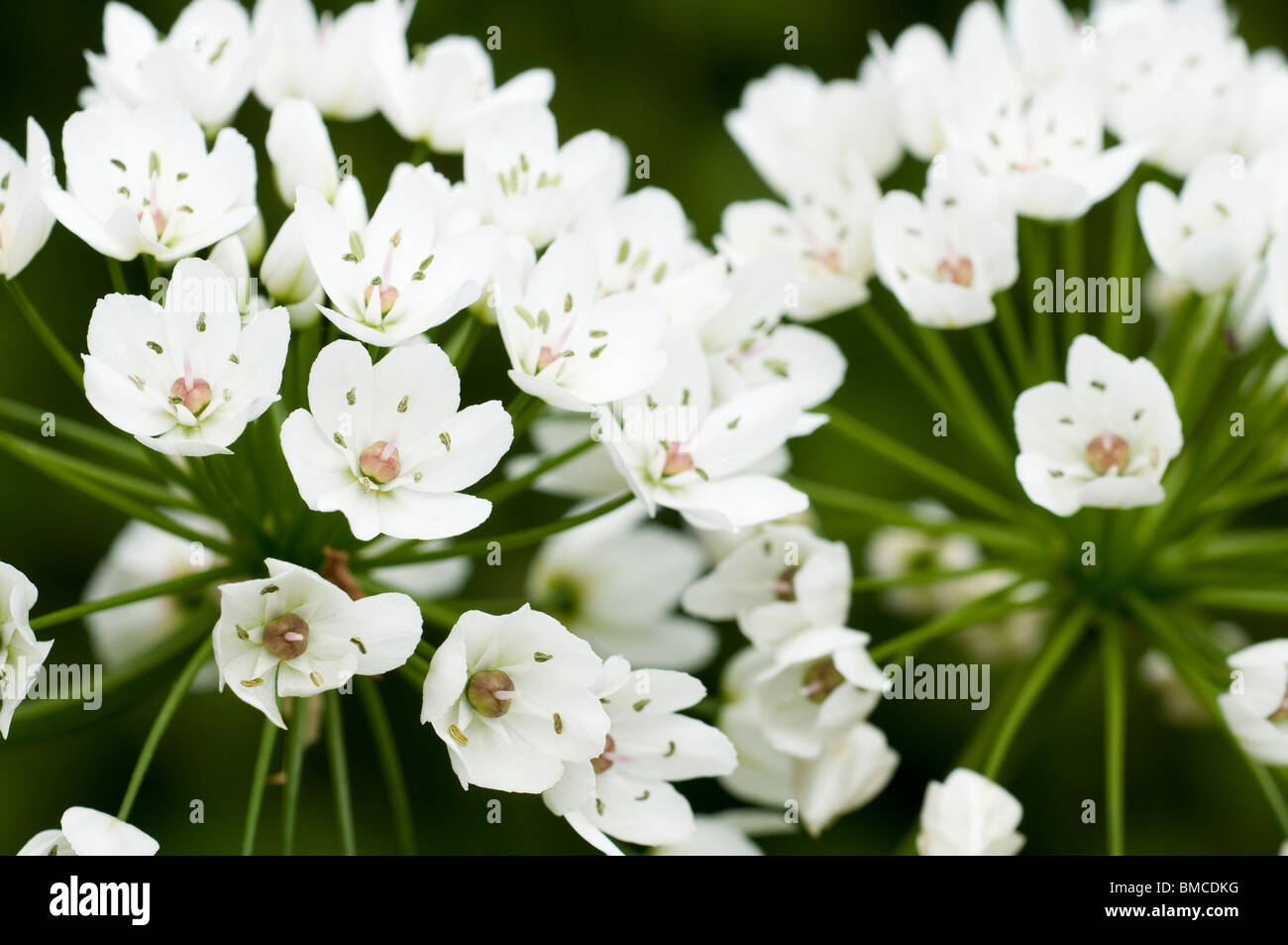 Allium cowanii, 'Allium neapolitanum', in flower Stock Photo