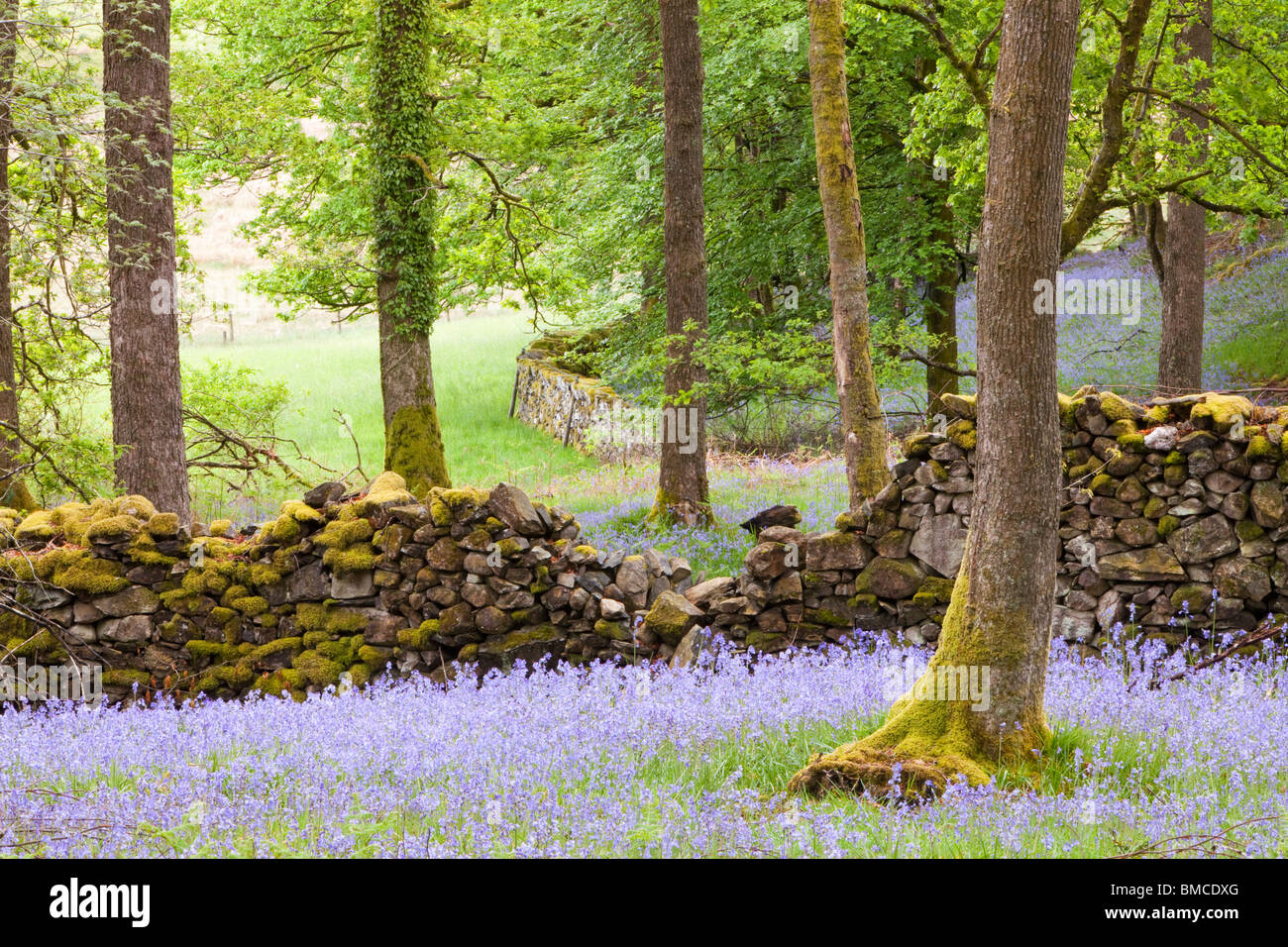 Bluebells in Jiffy Knott woods near Ambleside, Cumbria, UK. Stock Photo