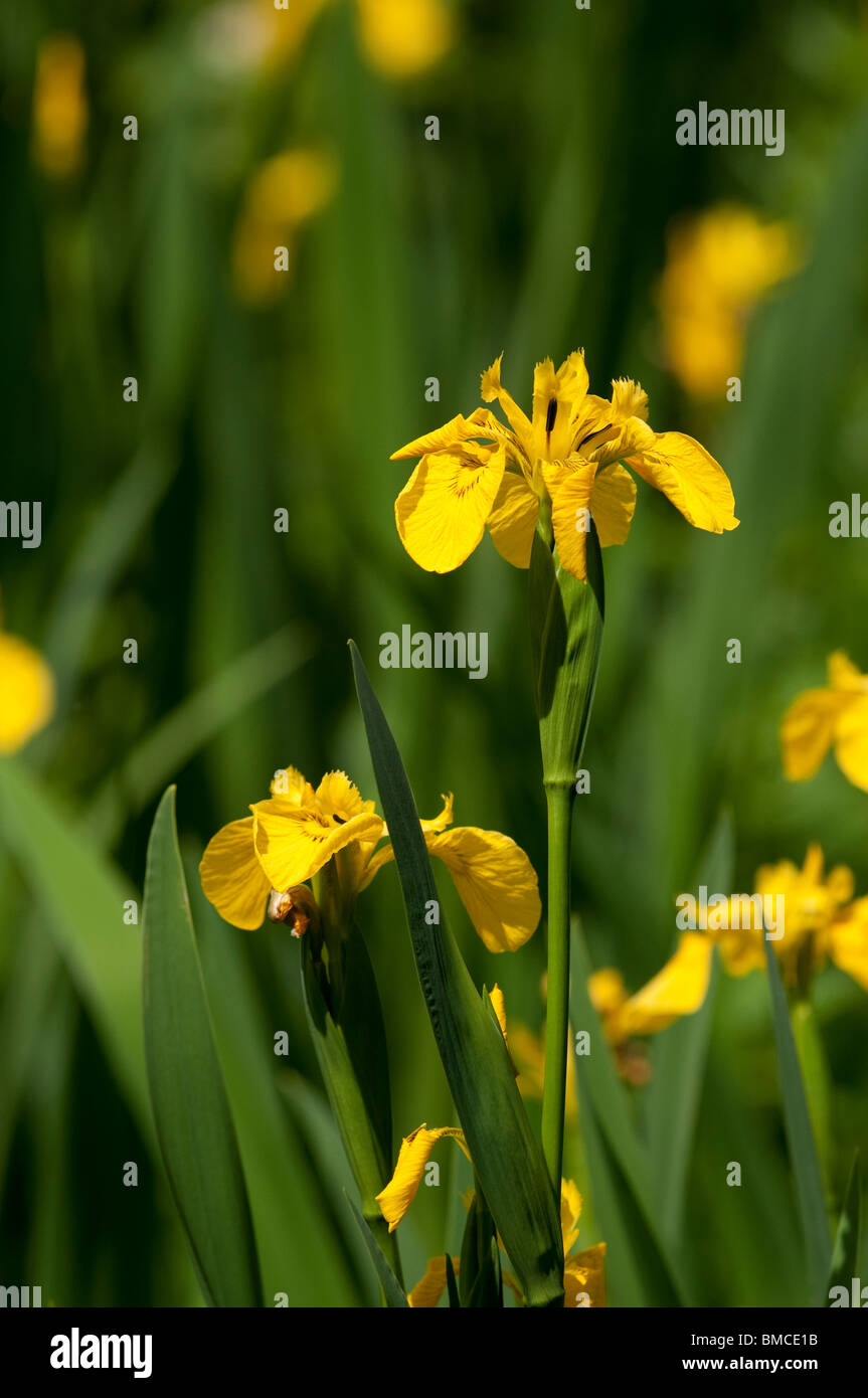 Yellow flag irises, Iris pseudacorus, in bloom in spring Stock Photo