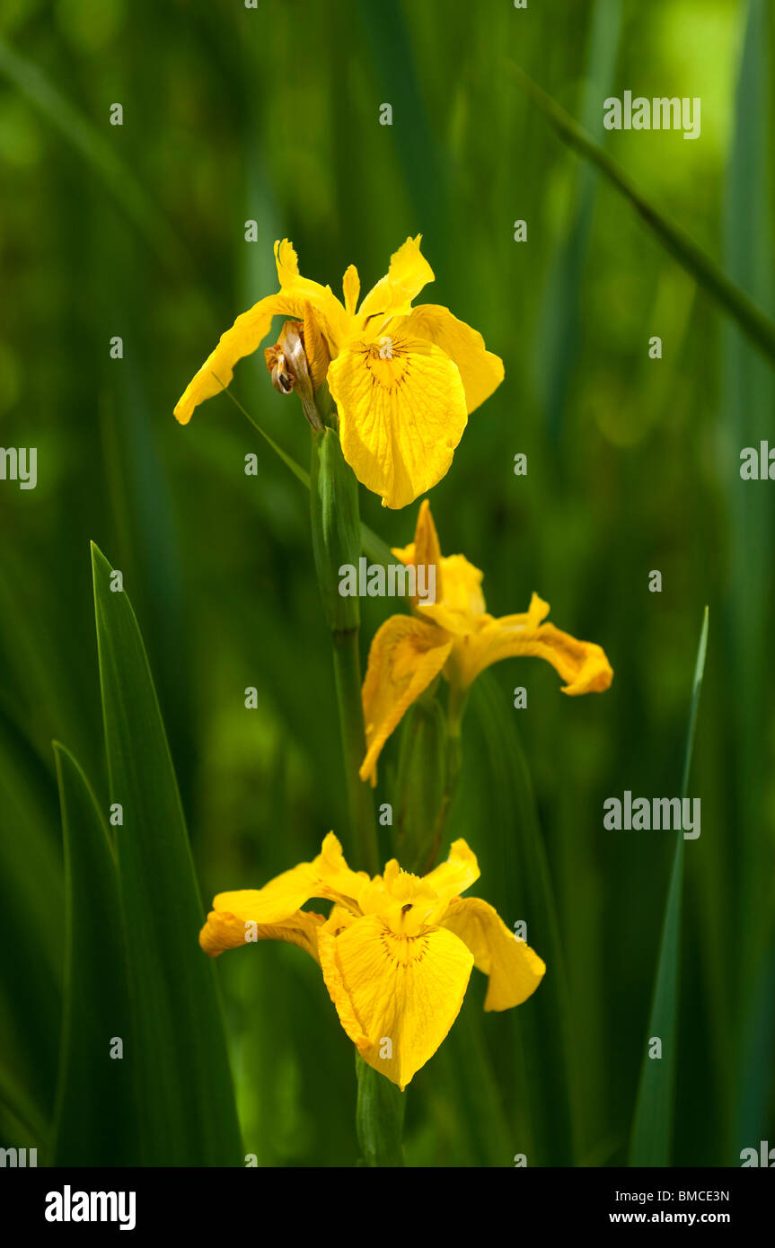Flag irises hires stock photography and images Alamy