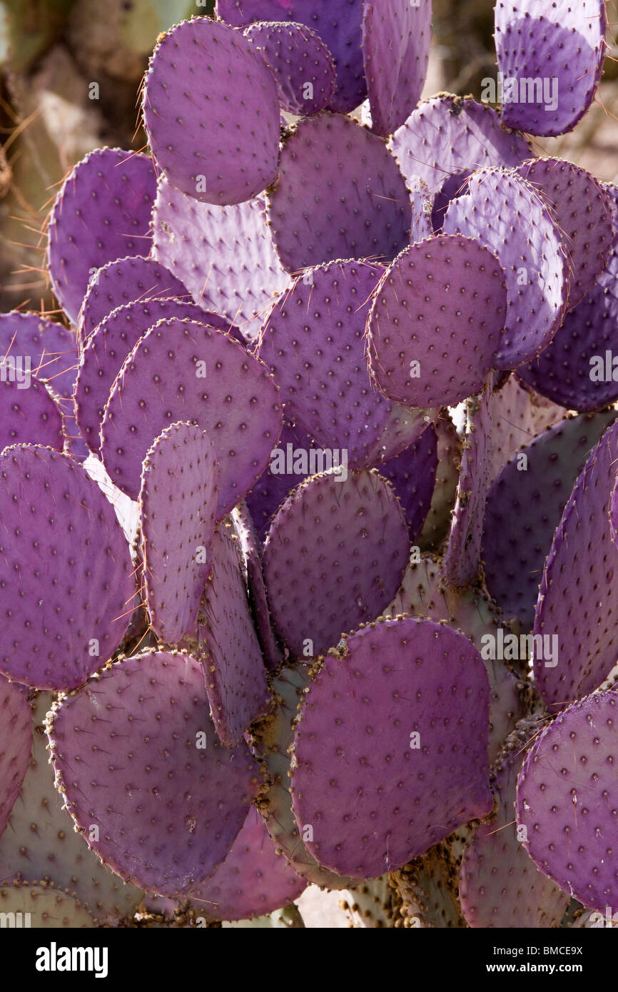 Purple Prickly Pear Cactus Opuntia Microdasys Stock Photo Alamy