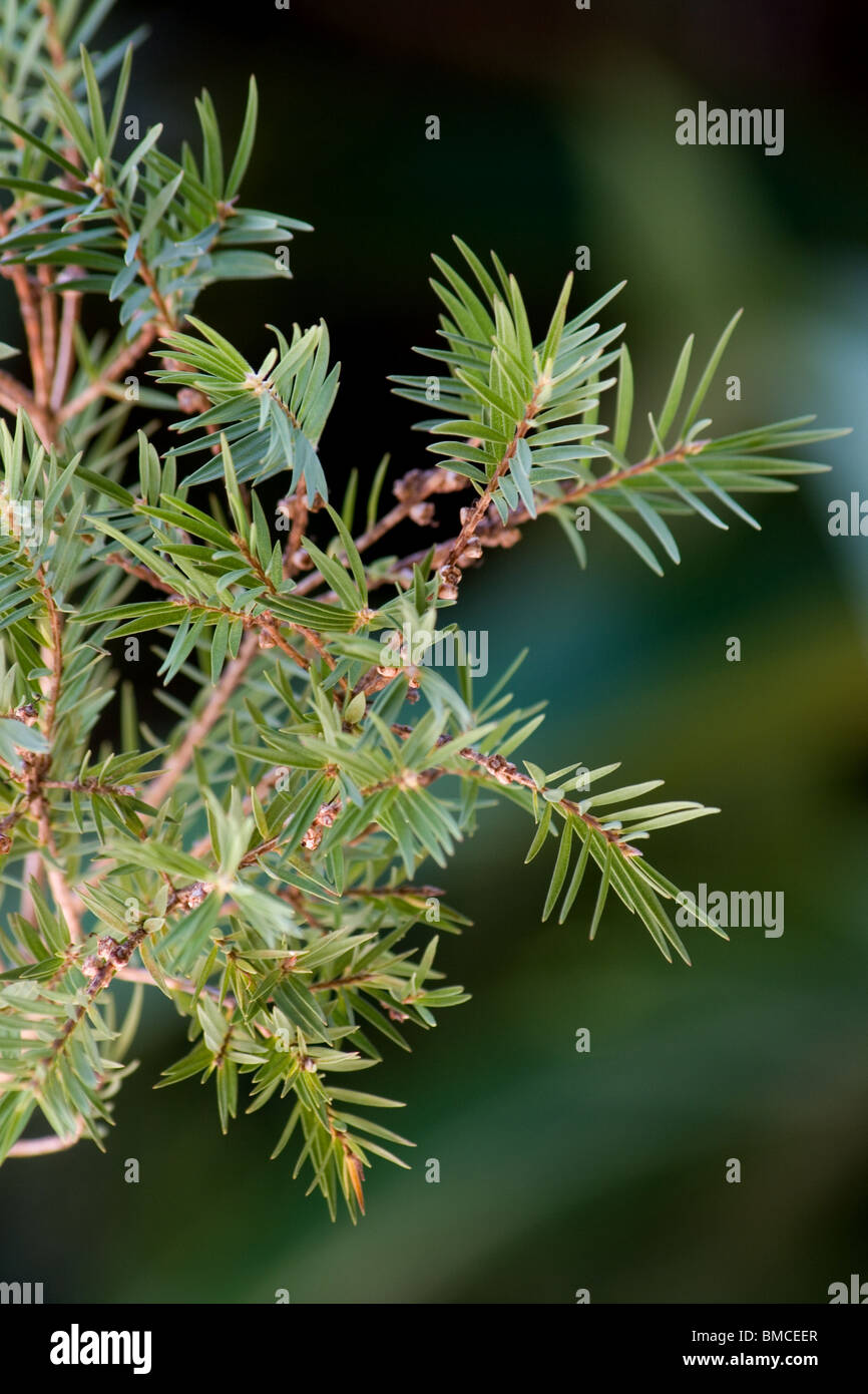 Branch and leaves of Melaleuca alternifolia tree Stock Photo