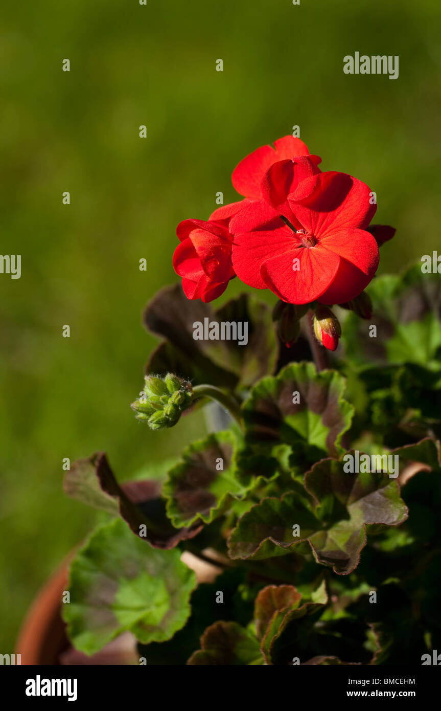 Geranium 'Scarlet' in flower Stock Photo