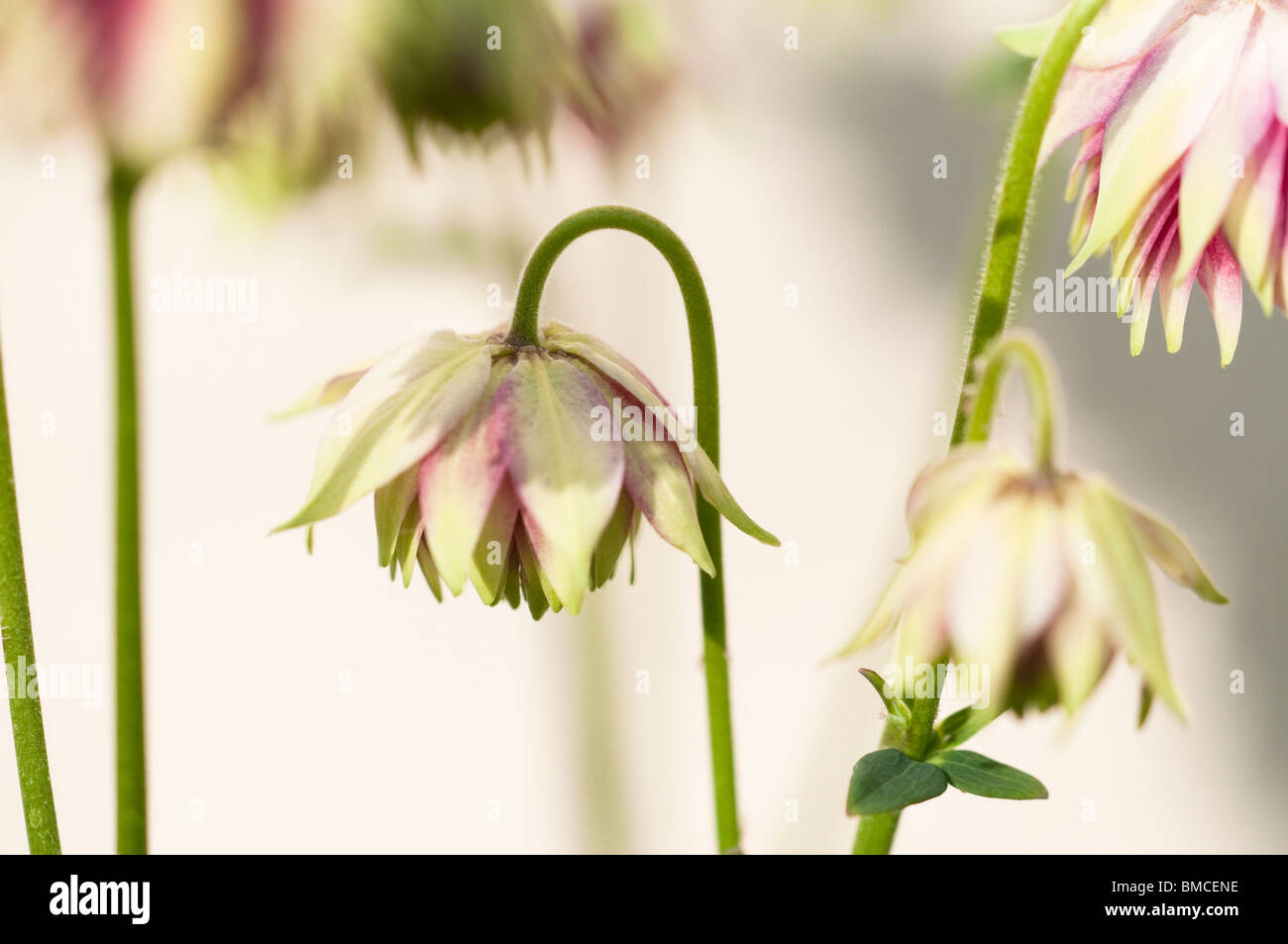 Close up of Aquilegia vulgaris 'Nora Barlow' in flower in spring Stock Photo