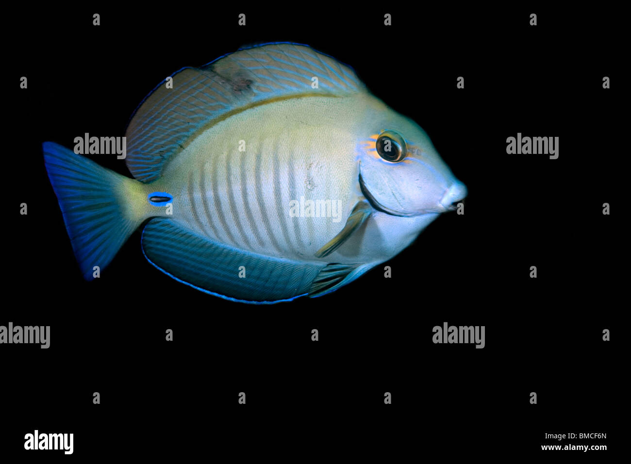 Ocean surgeonfish, Acanthurus bahianus, Ilha Escalvada, Guarapari, Espírito Santo, Brazil Stock Photo