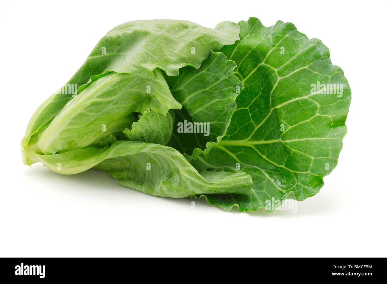 Fresh cabbage shoot on white background Stock Photo