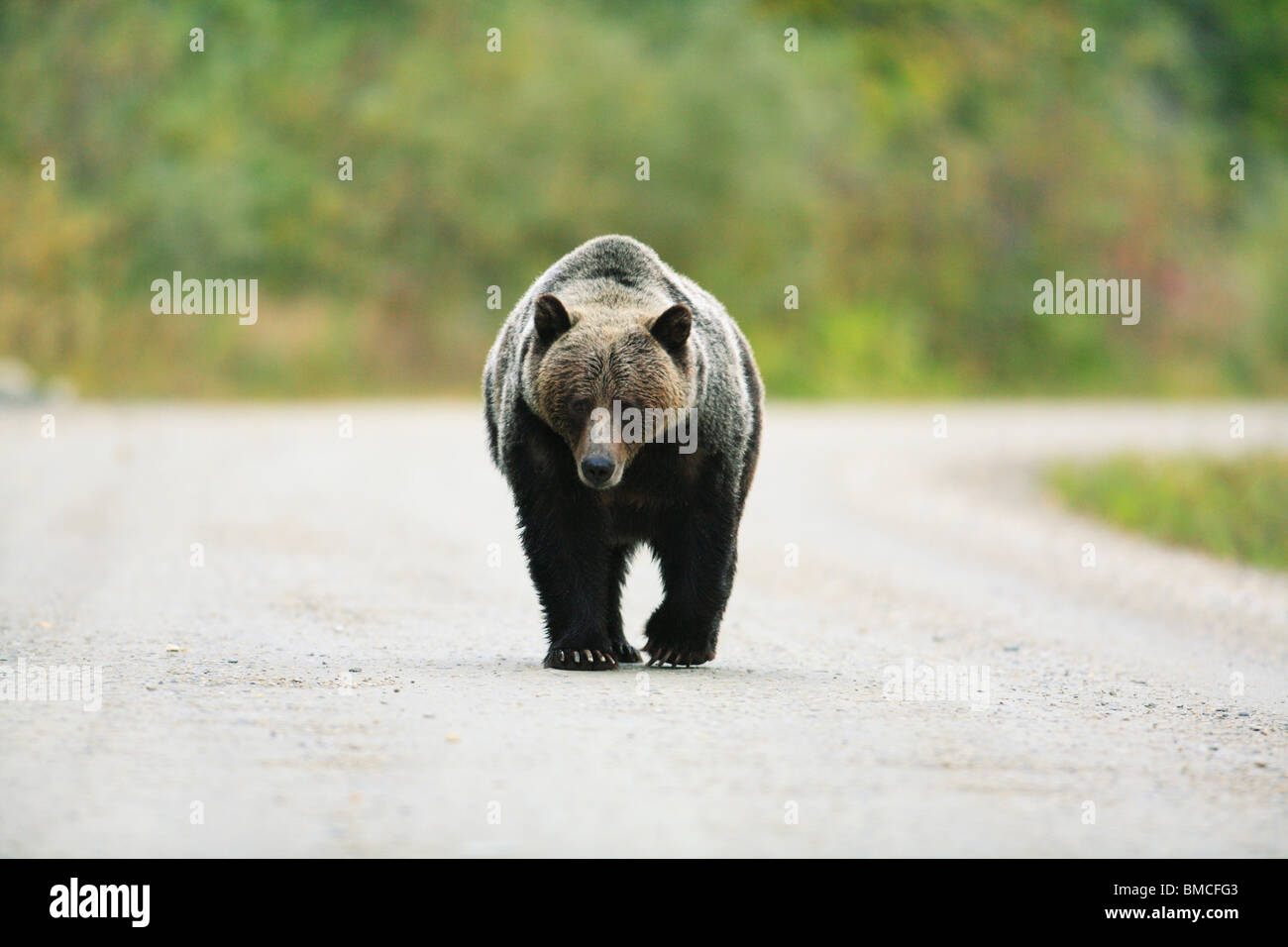 Big grizzly bear walking down a forest service backcountry dirt road in British Columbia, Canada Stock Photo
