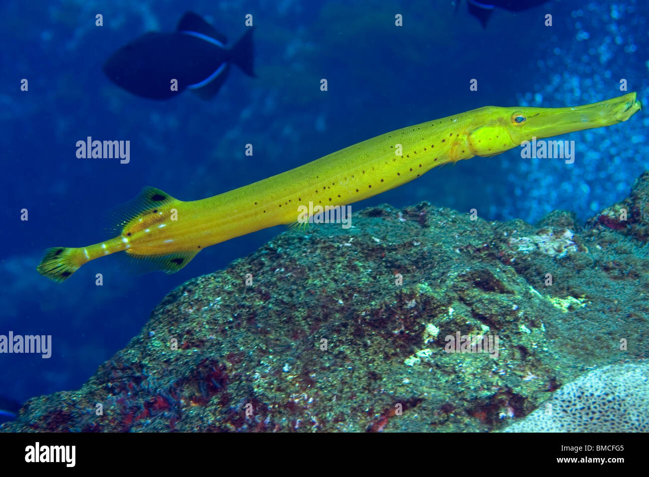 Trumpet Fish Stock Photos & Trumpet Fish Stock Images - Alamy