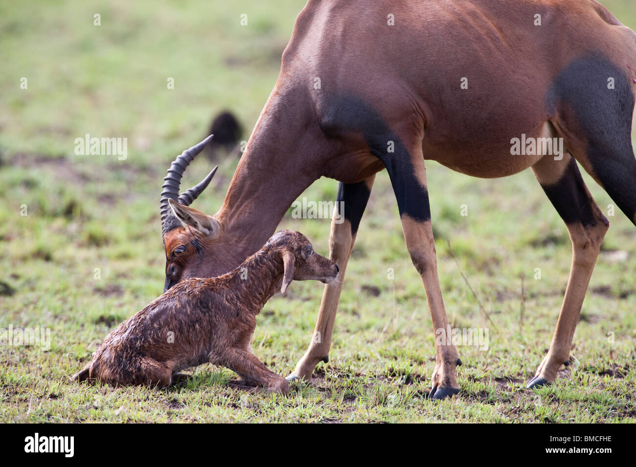 Mother animal mum Topi Damaliscus lunatus, cleans newborn baby calf encouraging it to stand close up photograph green Savanna Masai Mara Kenya Africa Stock Photo