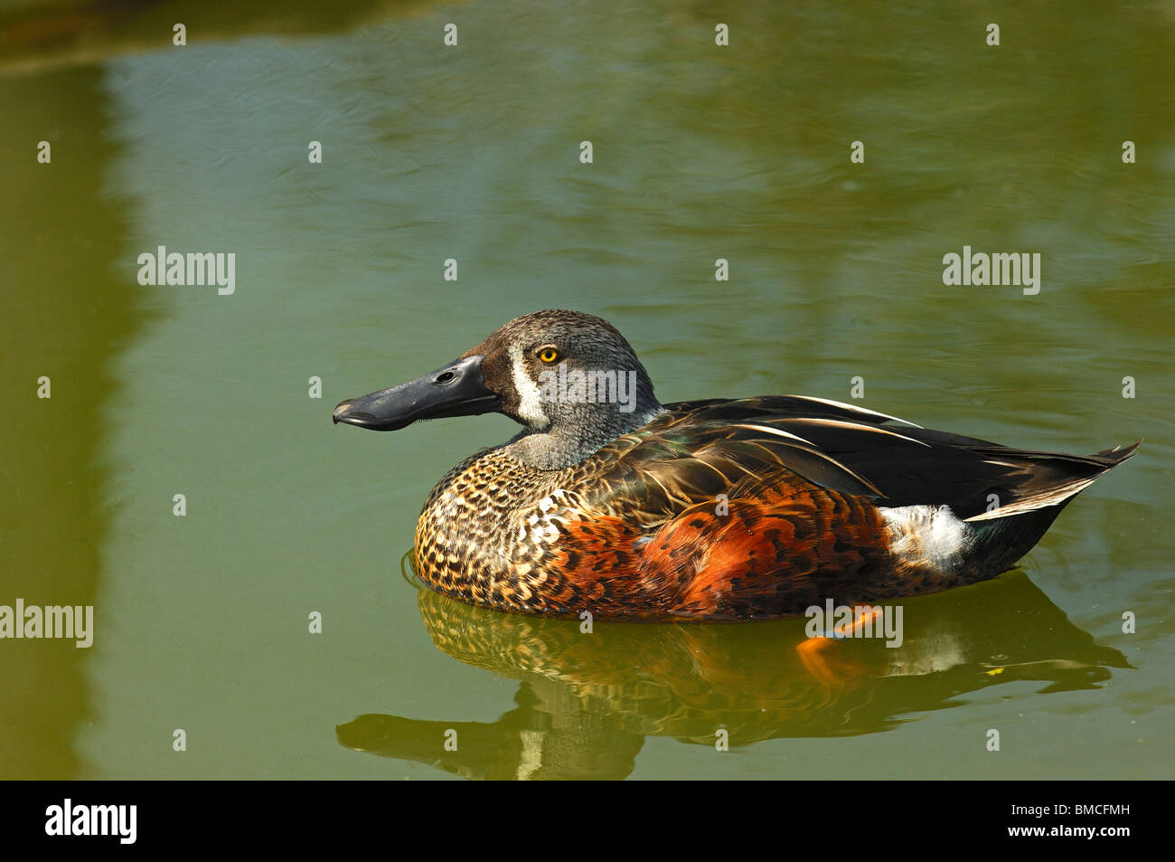 Male Australasian Shoveler (Anas rhynchotis) Stock Photo