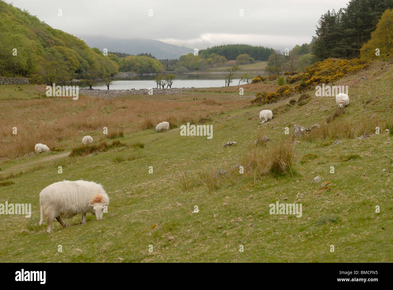 Sheep at Llyn Cynwch, Precipice Walk, Snowdonia, North Wales, UK Stock Photo