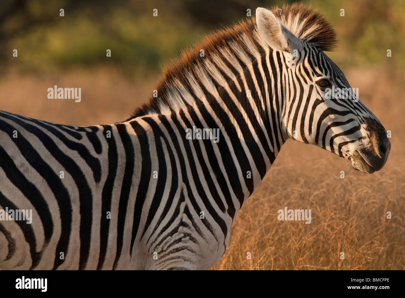 Zebra ears hires stock photography and images Alamy