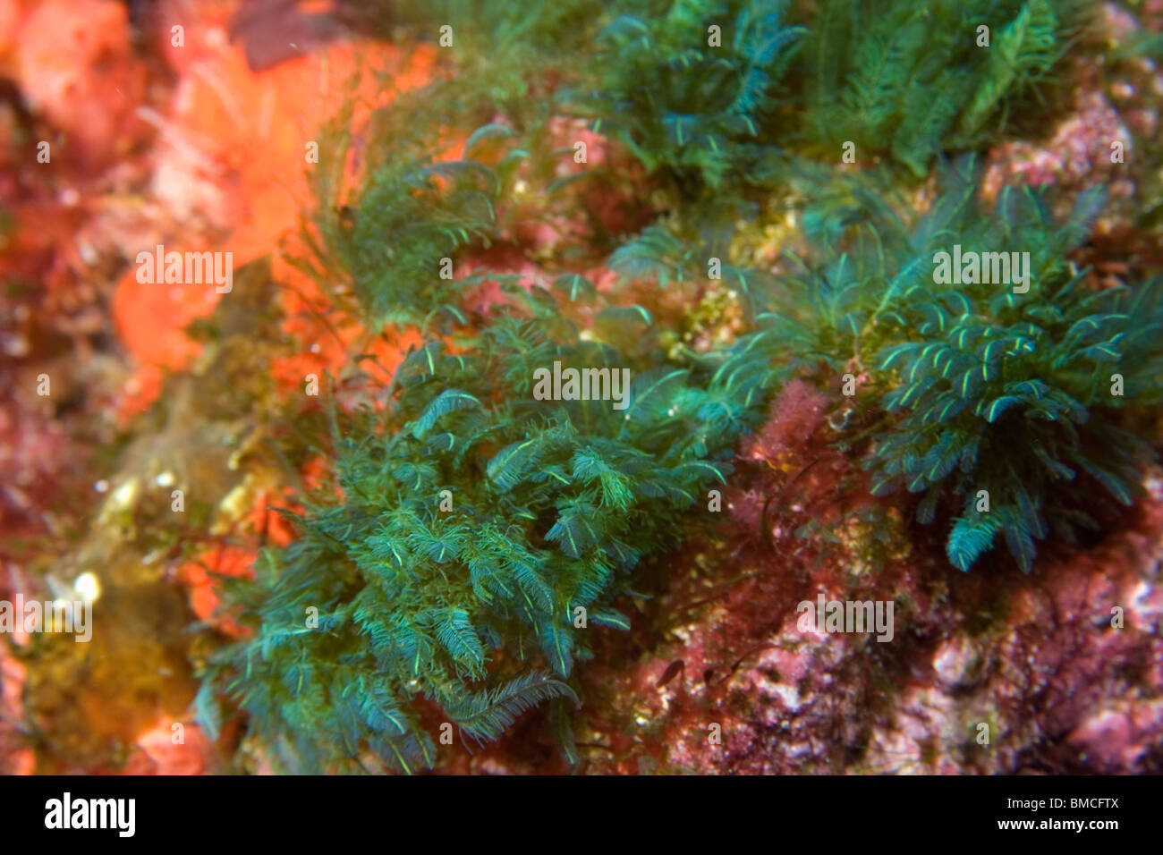 Biodiversity of invertebrates at St. Peter and St. Paul's rocks, Brazil ...