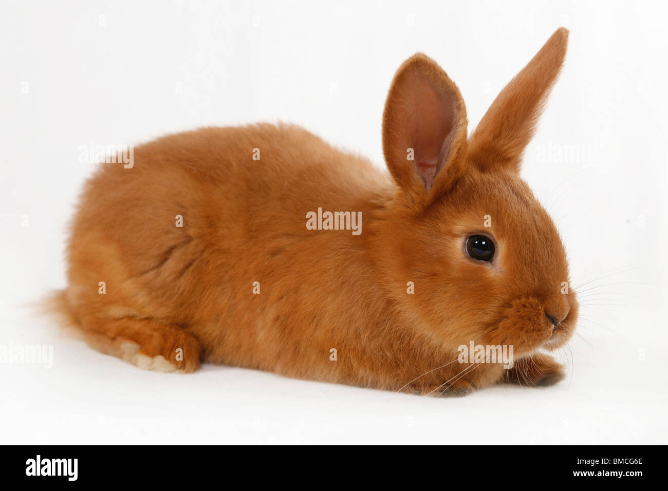 Kaninchen liegen hires stock photography and images Alamy