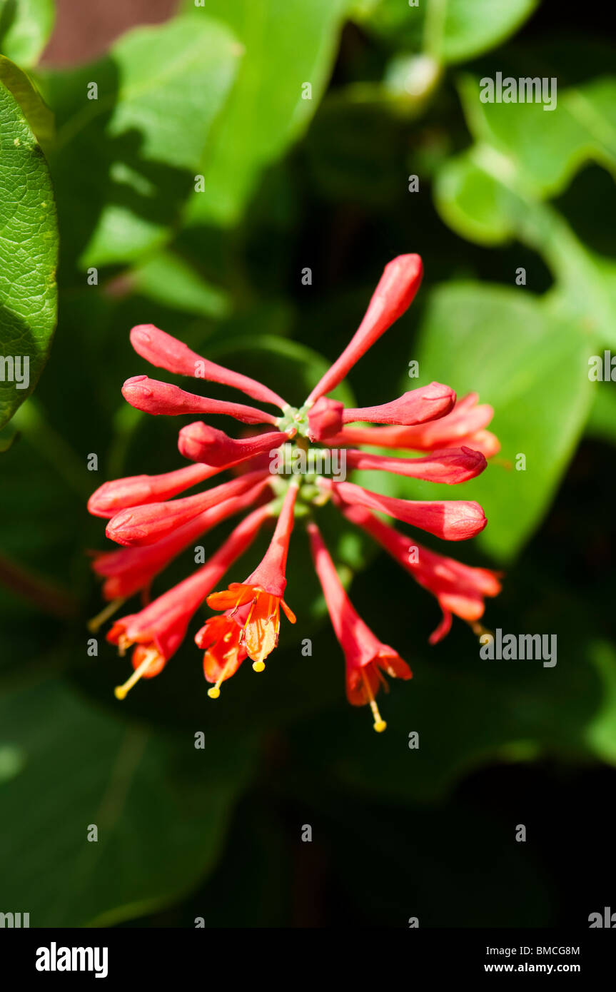 Flower buds and leaves of a honeysuckle, Lonicera 'Dropmore Scarlet' Stock Photo