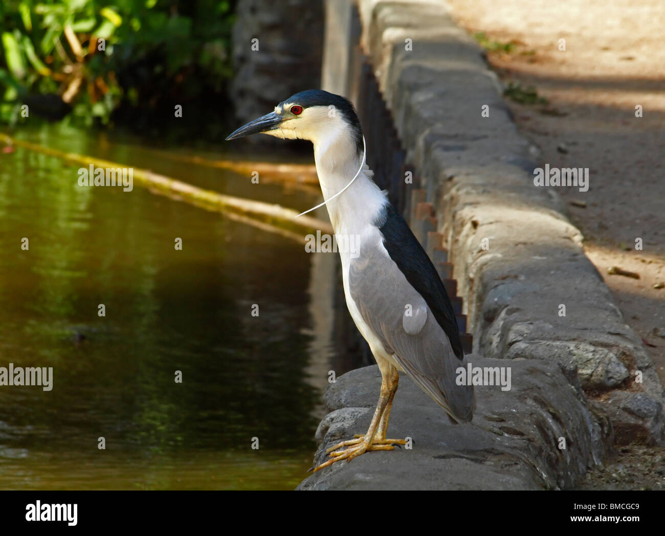 Black-crowned Night Heron Stock Photo