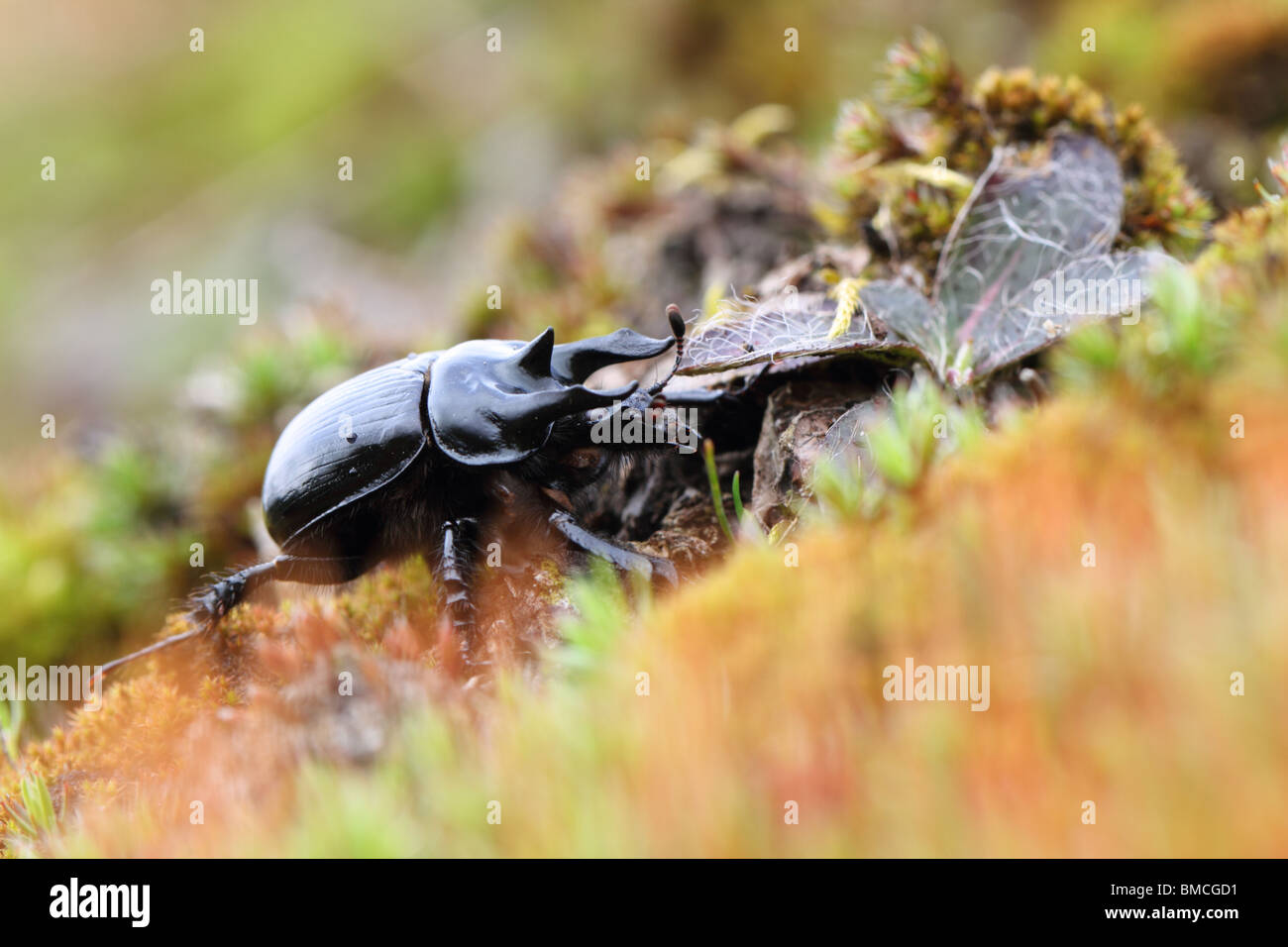 Minotaur Beetle (Typhaeus typhoeus) - low perspective Stock Photo