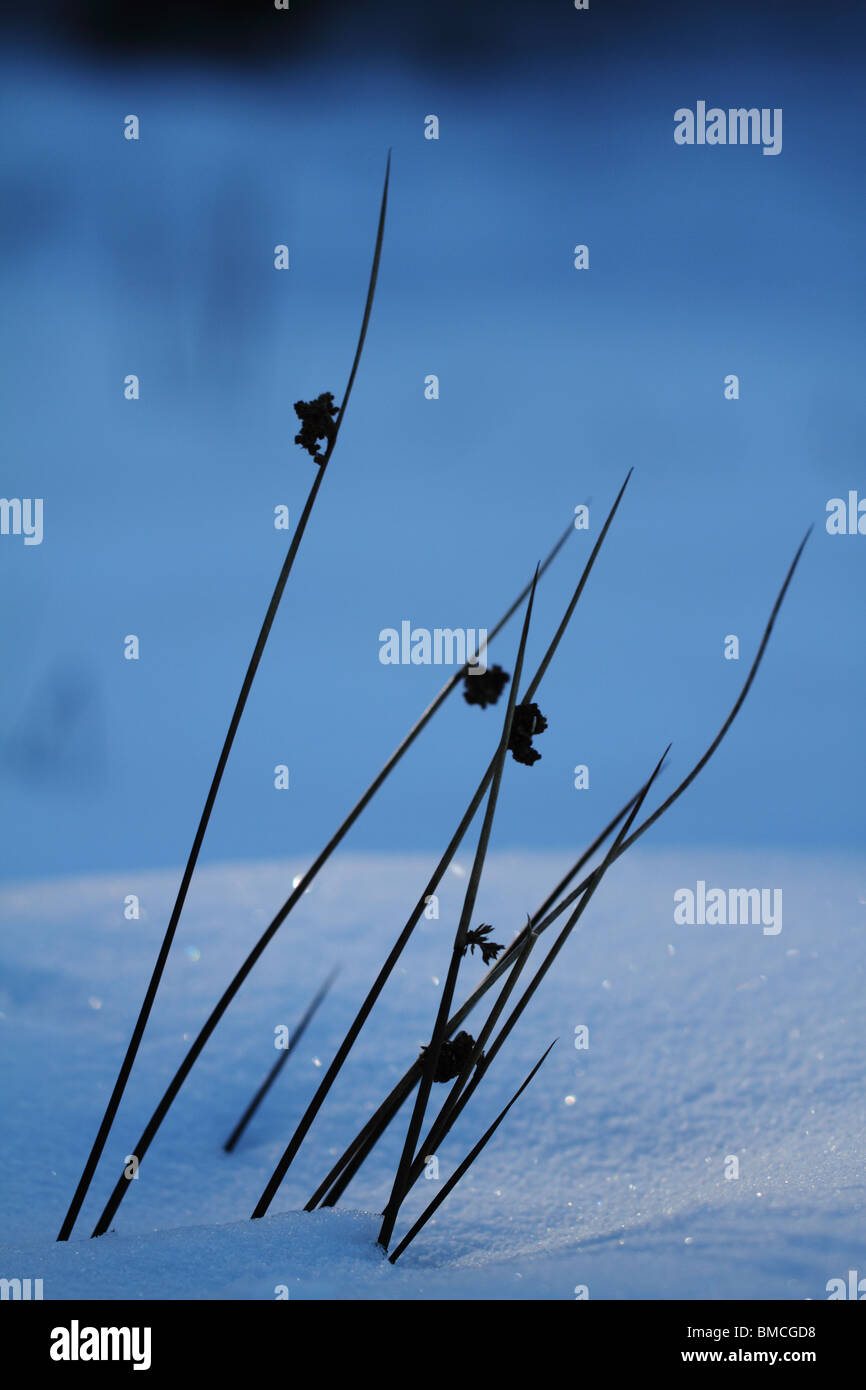 Soft Rush (Juncus effusus) in the snow. Backlit scene. Stock Photo