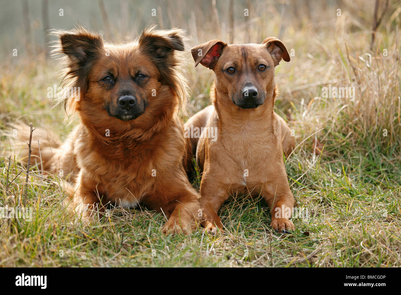 Mischling / dog Stock Photo