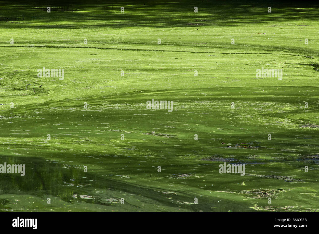 Blanket weed (filamentous algae) covering a garden pond in early summer