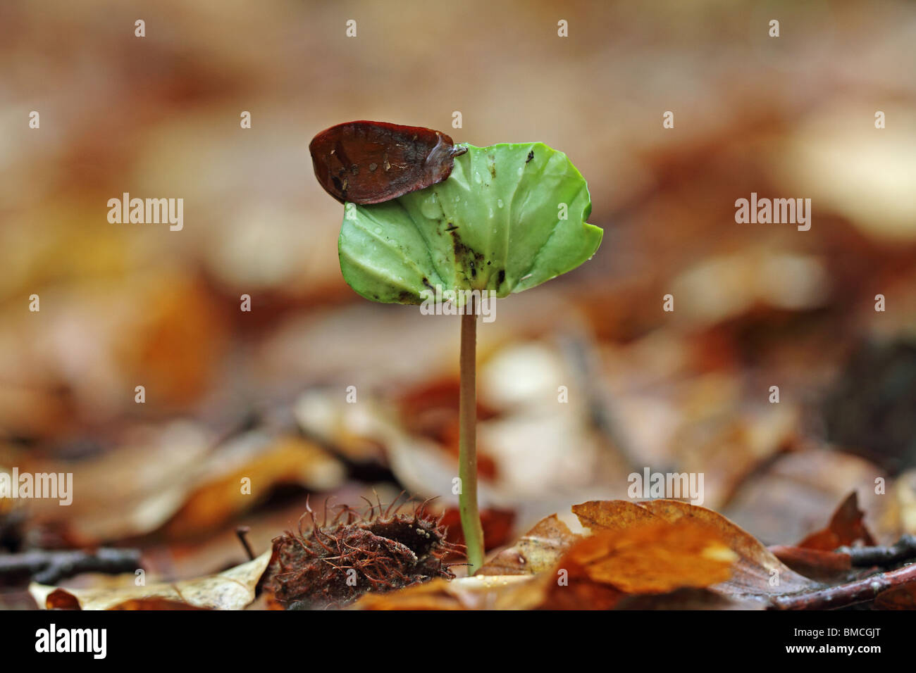 Beech tree seed hires stock photography and images Alamy