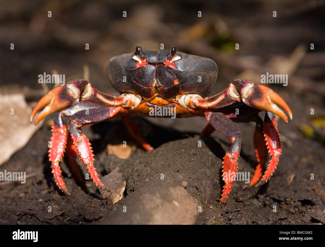 CUBAN RED LAND CRAB (Gecarcinus ruricola) in forest, Cienaga de Zapata