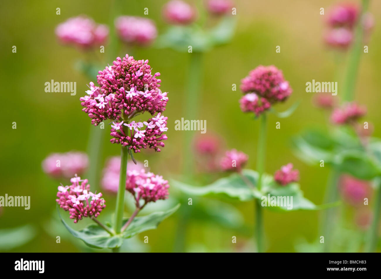 Red Valerian, Centranthus ruber, starting to flower in late spring