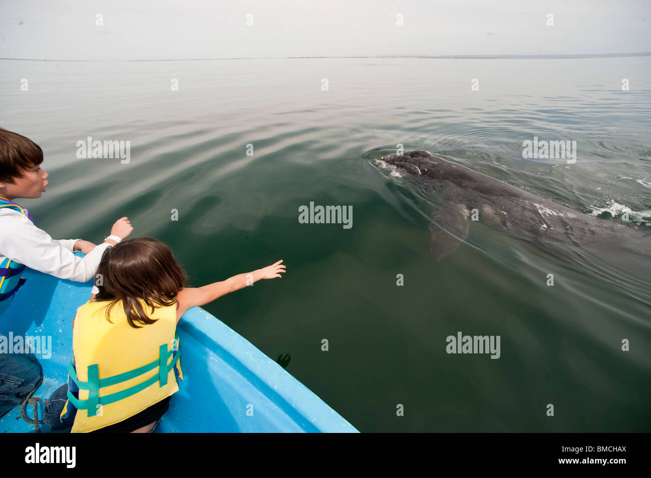 Whale watching hi-res stock photography and images - Alamy