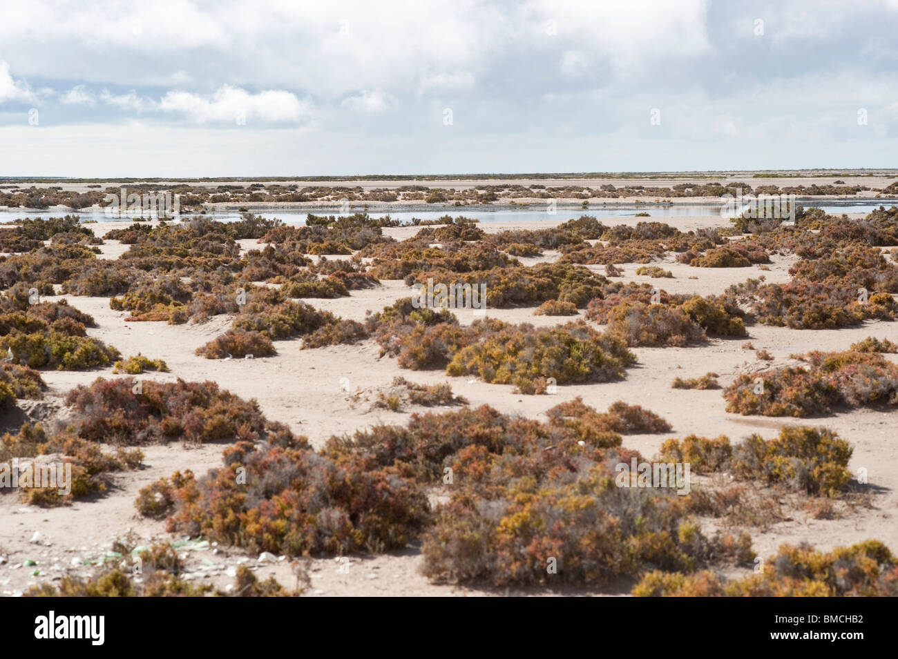 Desert plant baja mexico hi-res stock photography and images - Alamy