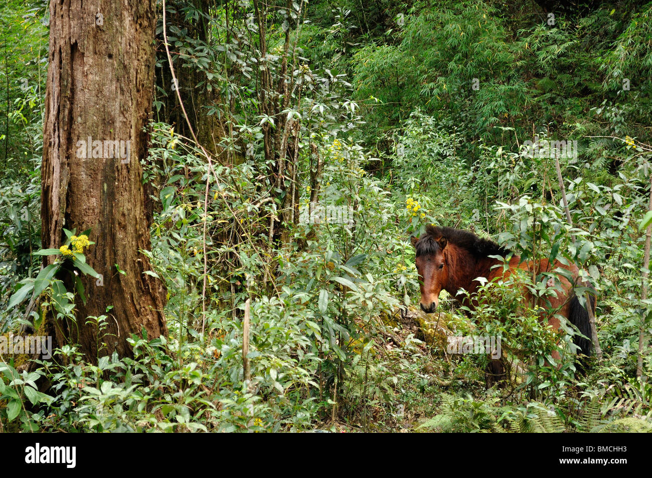 Wild Horse in Rainforest, Fansipan, Hoang Lien Mountains, Vietnam Stock Photo